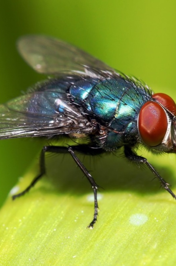 Control plagas de moscas