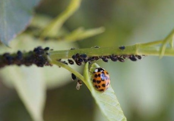 Empresa especializada en control de plagas en Barcelona